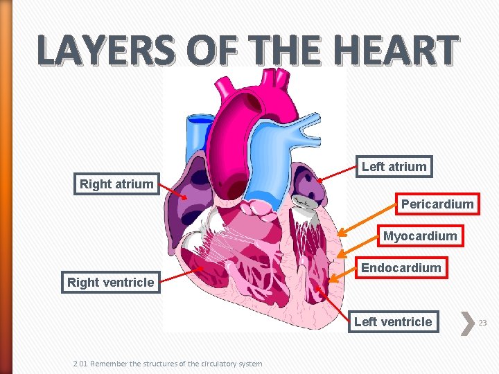 LAYERS OF THE HEART Left atrium Right atrium Pericardium Myocardium Endocardium Right ventricle Left