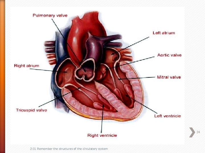24 2. 01 Remember the structures of the circulatory system 