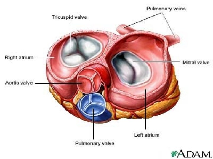 25 2. 01 Remember the structures of the circulatory system 