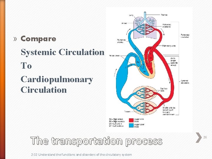 » Compare Systemic Circulation To Cardiopulmonary Circulation The transportation process 2. 02 Understand the