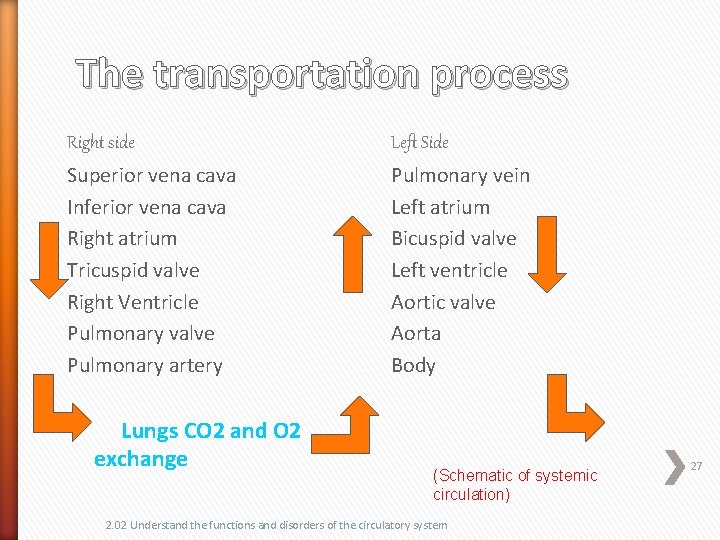 The transportation process Right side Left Side Superior vena cava Inferior vena cava Right
