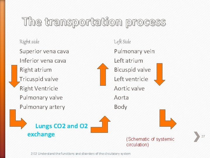 The transportation process Right side Left Side Superior vena cava Inferior vena cava Right