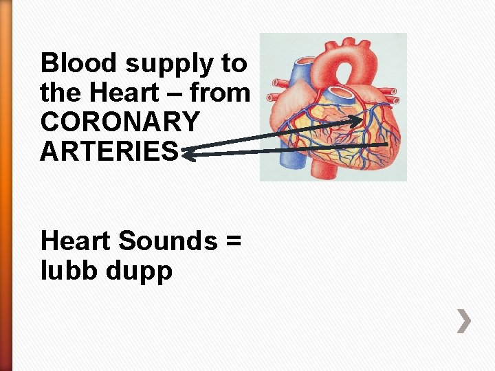 Blood supply to the Heart – from CORONARY ARTERIES Heart Sounds = lubb dupp