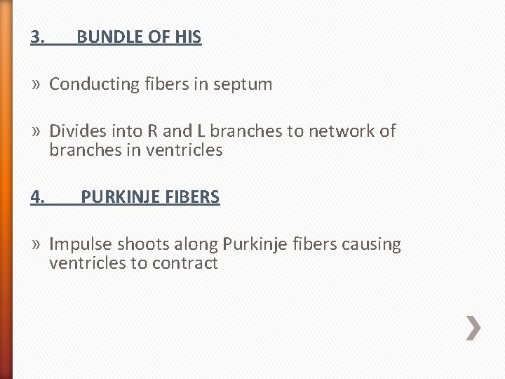 3. BUNDLE OF HIS » Conducting fibers in septum » Divides into R and