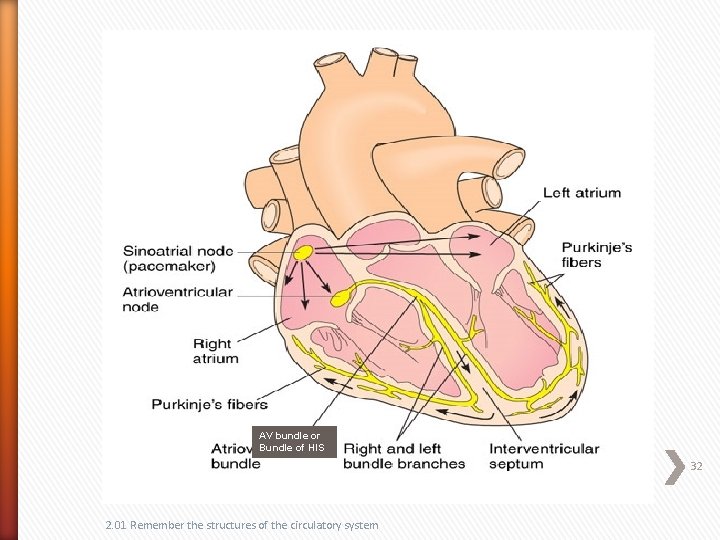 AV bundle or Bundle of HIS 32 2. 01 Remember the structures of the