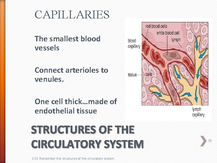 CAPILLARIES The smallest blood vessels Connect arterioles to venules. One cell thick…made of endothelial