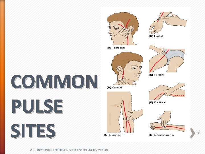 COMMON PULSE SITES 2. 01 Remember the structures of the circulatory system 38 