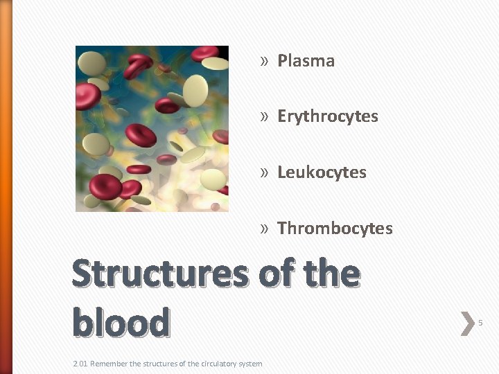 » Plasma » Erythrocytes » Leukocytes » Thrombocytes Structures of the blood 2. 01