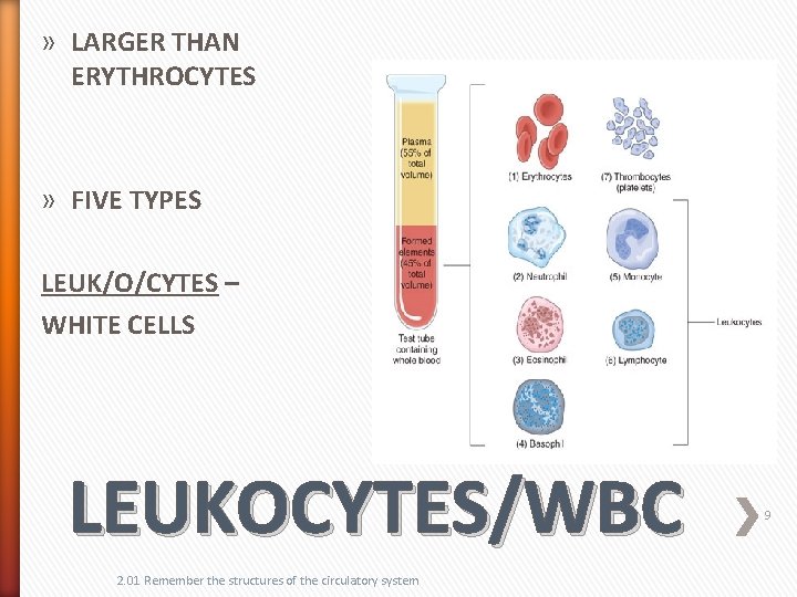 » LARGER THAN ERYTHROCYTES » FIVE TYPES LEUK/O/CYTES – WHITE CELLS LEUKOCYTES/WBC 2. 01