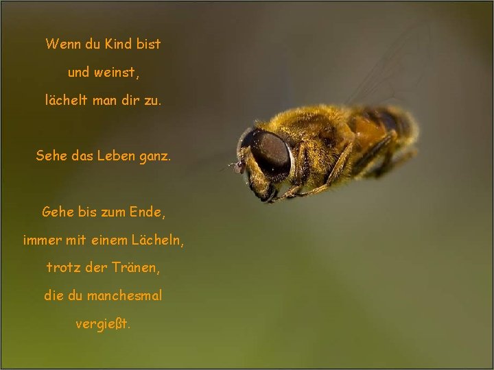 Wenn du Kind bist und weinst, lächelt man dir zu. Sehe das Leben ganz. Wenn du Kind bist und weinst, lächelt man dir zu. Sehe das Leben ganz.