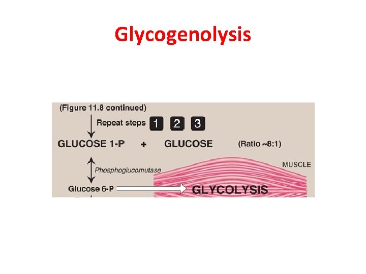 Glycogenolysis 