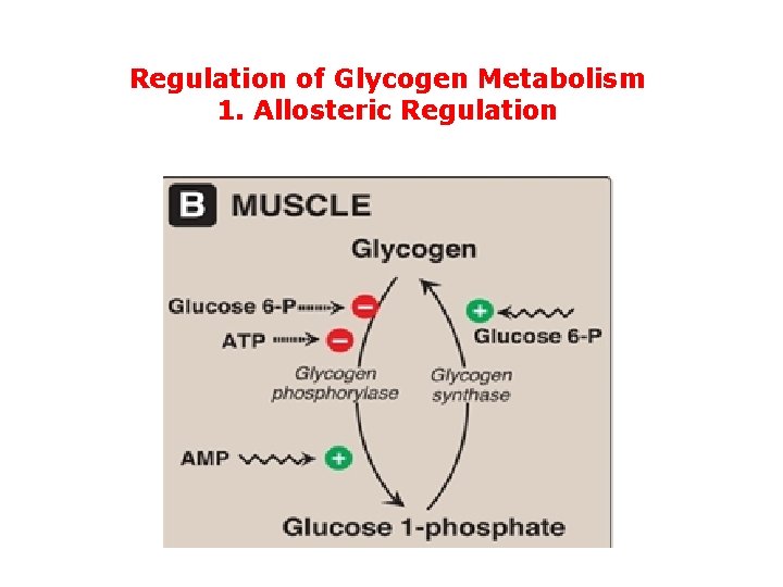 Regulation of Glycogen Metabolism 1. Allosteric Regulation 