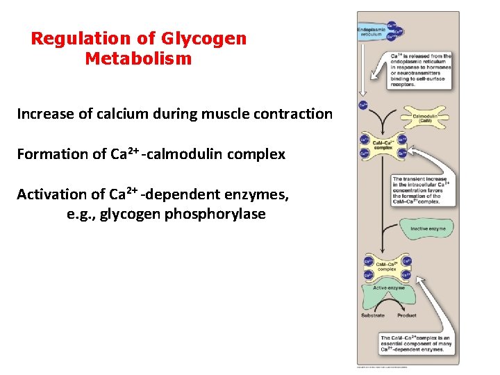 Regulation of Glycogen Metabolism Increase of calcium during muscle contraction Formation of Ca 2+