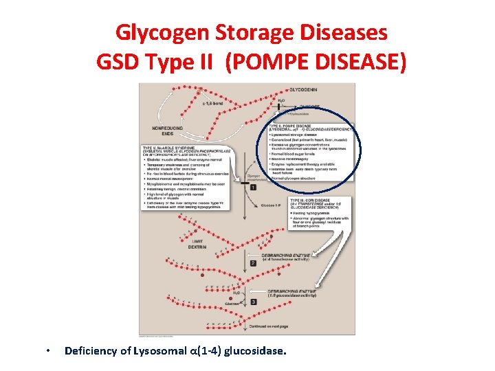 Glycogen Storage Diseases GSD Type II (POMPE DISEASE) • Deficiency of Lysosomal α(1 -4)