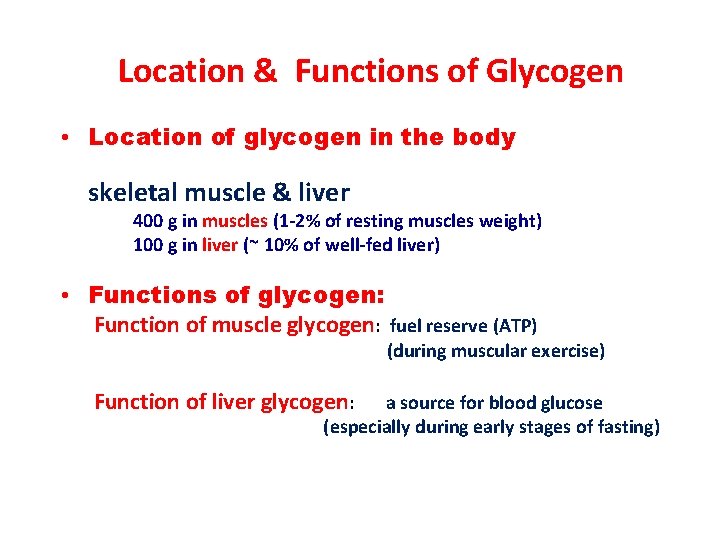 Location & Functions of Glycogen • Location of glycogen in the body skeletal muscle
