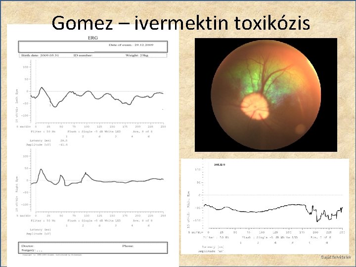 Gomez – ivermektin toxikózis Saját felvételek 