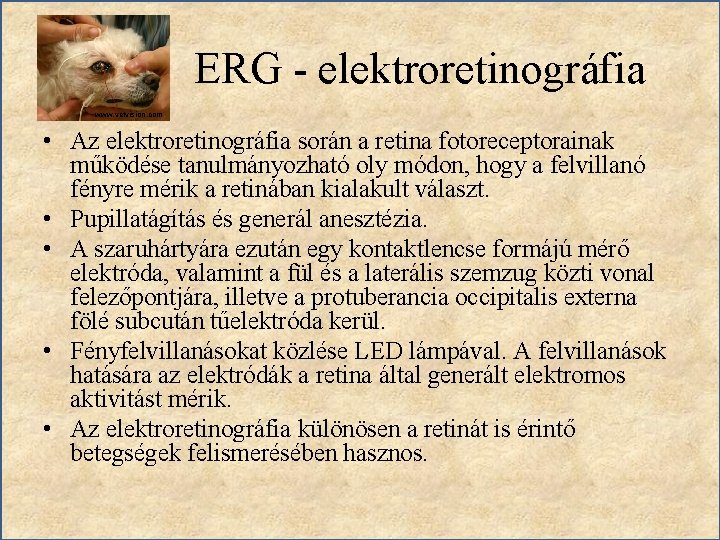 ERG - elektroretinográfia www. vetvision. com • Az elektroretinográfia során a retina fotoreceptorainak működése