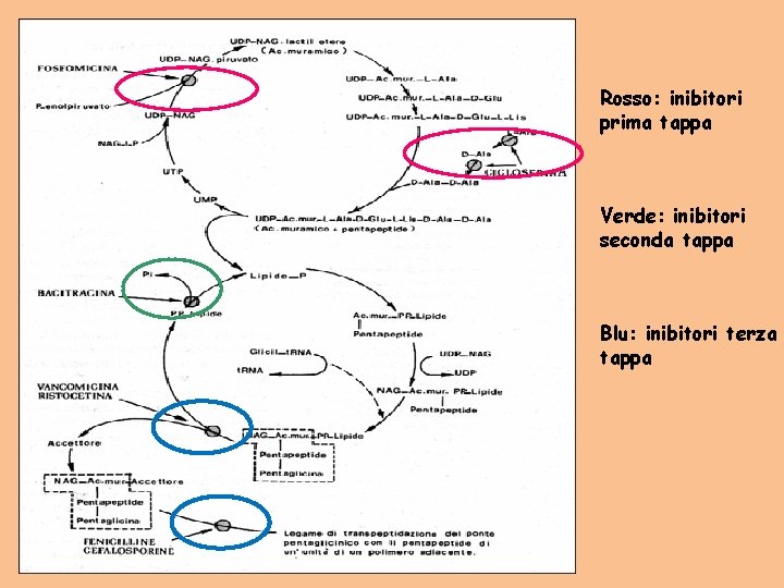 Rosso: inibitori prima tappa Verde: inibitori seconda tappa Blu: inibitori terza tappa 