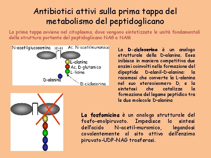 Antibiotici attivi sulla prima tappa del metabolismo del peptidoglicano La prima tappa avviene nel