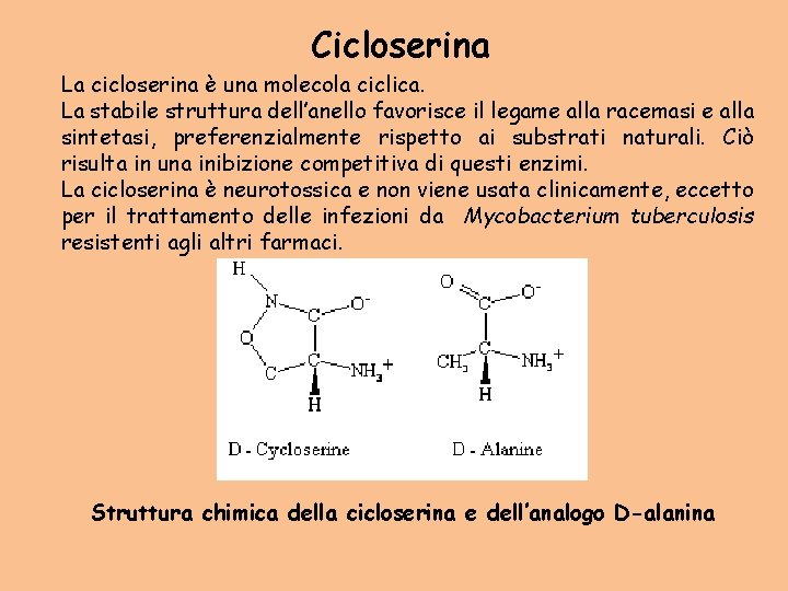 Cicloserina La cicloserina è una molecola ciclica. La stabile struttura dell’anello favorisce il legame