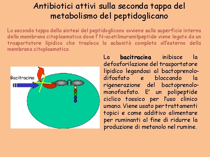 Antibiotici attivi sulla seconda tappa del metabolismo del peptidoglicano La seconda tappa della sintesi