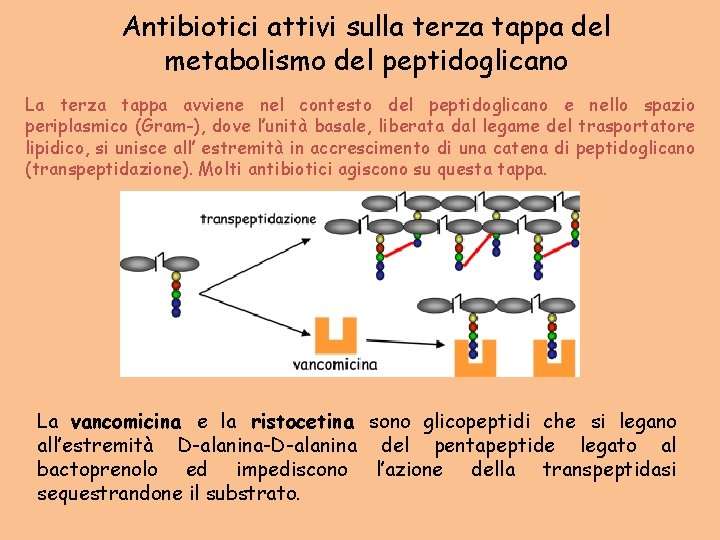 Antibiotici attivi sulla terza tappa del metabolismo del peptidoglicano La terza tappa avviene nel