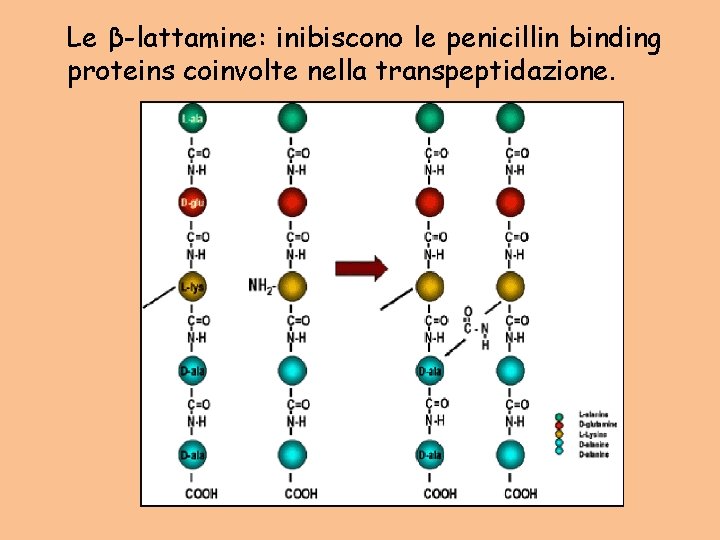 Le β-lattamine: inibiscono le penicillin binding proteins coinvolte nella transpeptidazione. 