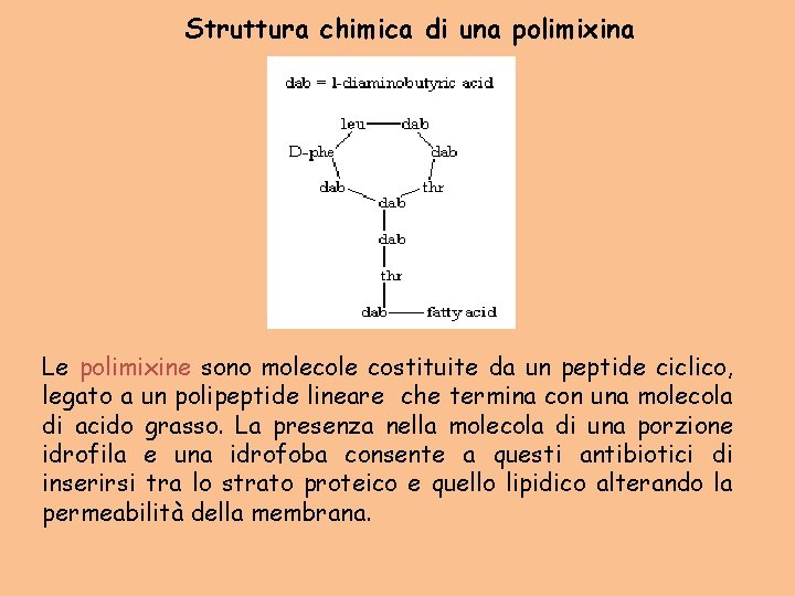 Struttura chimica di una polimixina Le polimixine sono molecole costituite da un peptide ciclico,