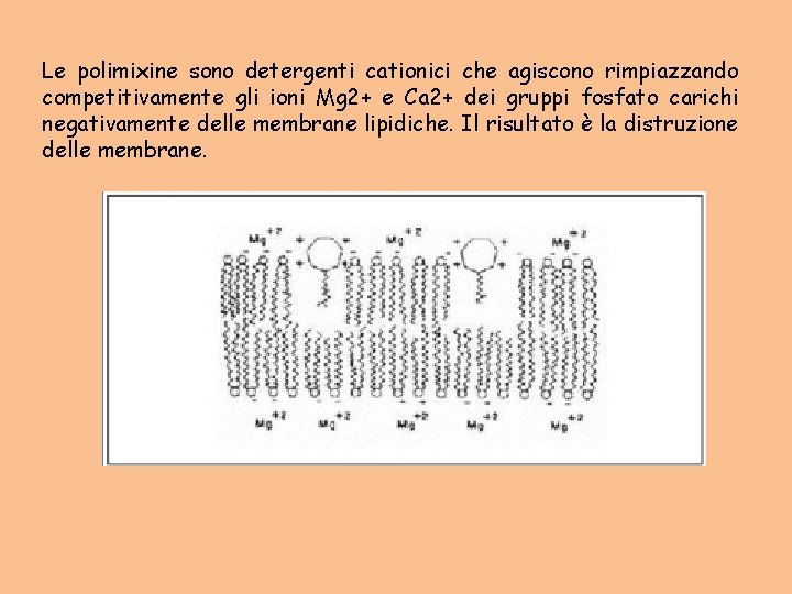 Le polimixine sono detergenti cationici che agiscono rimpiazzando competitivamente gli ioni Mg 2+ e