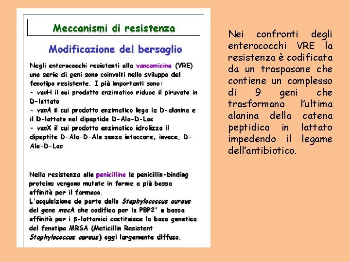 Nei confronti degli enterococchi VRE la resistenza è codificata da un trasposone che contiene