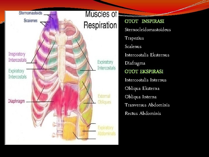 OTOT INSPIRASI Sternocleidomastoideus Trapezius Scalenus Intercostalis Eksternus Diafragma OTOT EKSPIRASI Intercostalis Internus Obliqua Eksterna