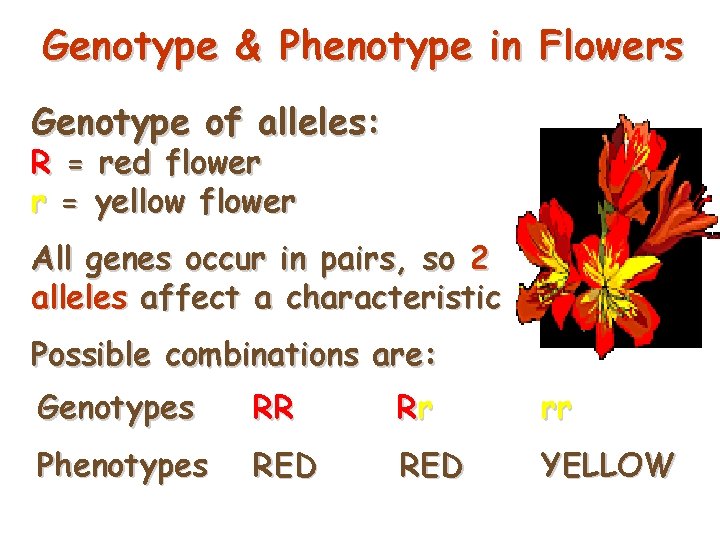 Genotype & Phenotype in Flowers Genotype of alleles: R = red flower r =