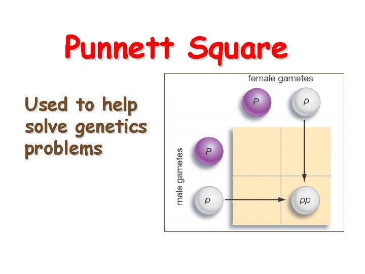 Punnett Square Used to help solve genetics problems 11 