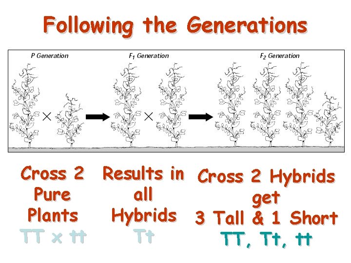 Following the Generations Cross 2 Results in Cross 2 Hybrids Pure all get Plants