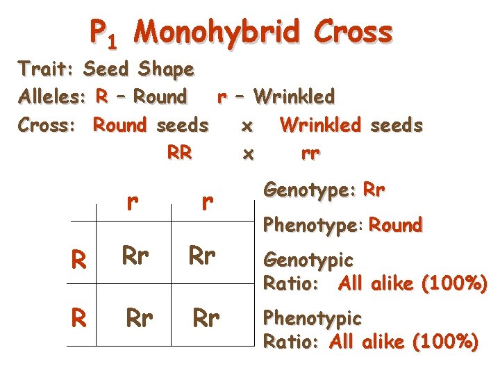 P 1 Monohybrid Cross Trait: Seed Shape Alleles: R – Round r – Wrinkled