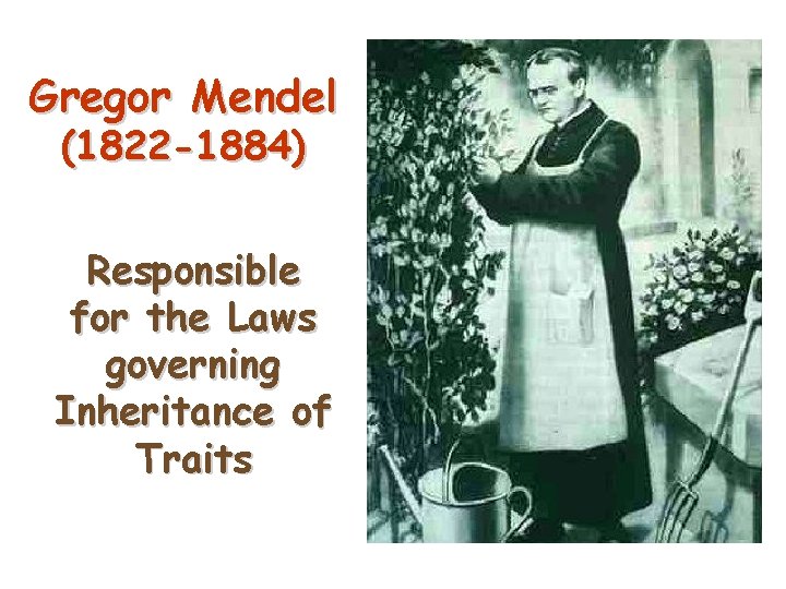 Gregor Mendel (1822 -1884) Responsible for the Laws governing Inheritance of Traits 2 