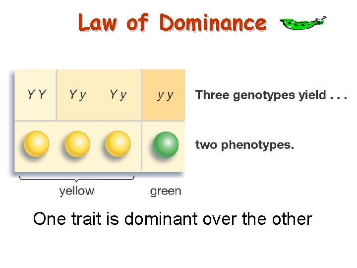 Law of Dominance One trait is dominant over the other 21 