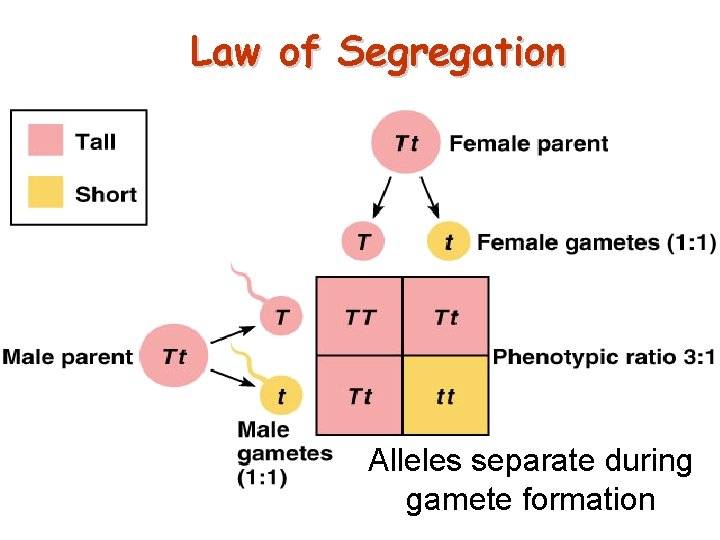 Law of Segregation Alleles separate during gamete formation 22 