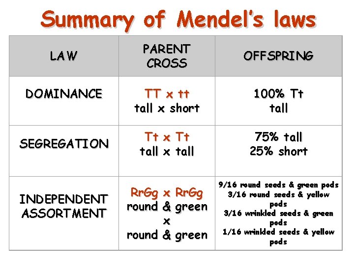 Summary of Mendel’s laws LAW DOMINANCE SEGREGATION INDEPENDENT ASSORTMENT PARENT CROSS OFFSPRING TT x