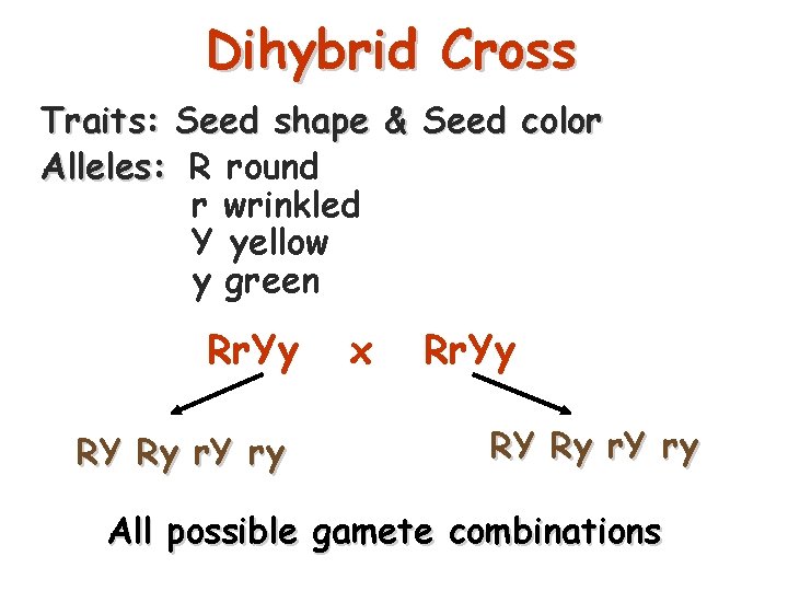 Dihybrid Cross Traits: Seed shape & Seed color Alleles: R round r wrinkled Y