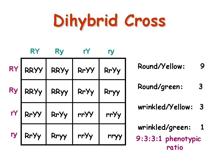 Dihybrid Cross RY RY RRYY Ry RRYy r. Y Rr. YY ry Rr. Yy