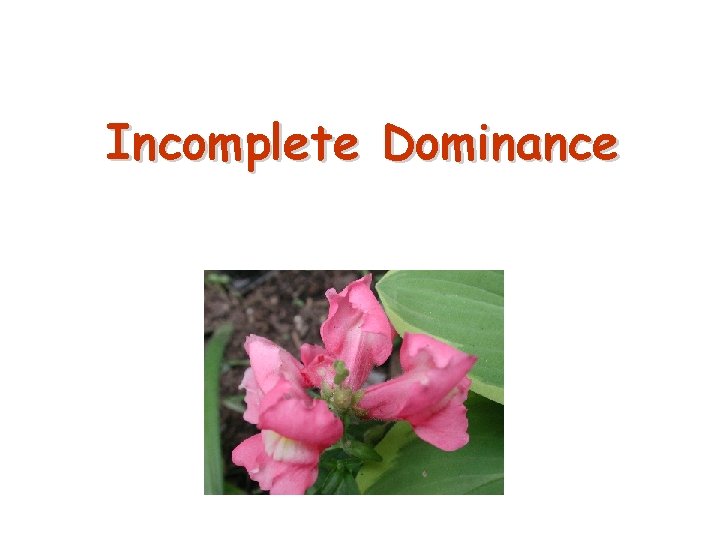 Incomplete Dominance 29 