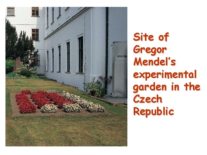 Site of Gregor Mendel’s experimental garden in the Czech Republic 4 