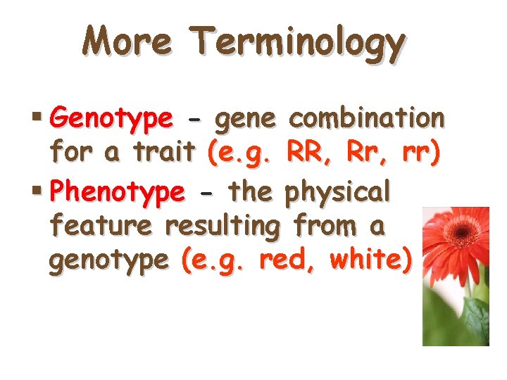 More Terminology § Genotype - gene combination for a trait (e. g. RR, Rr,