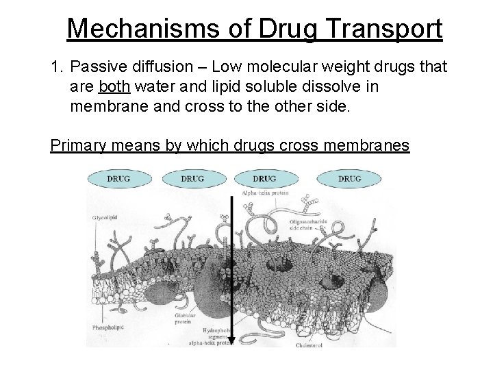 Mechanisms of Drug Transport 1. Passive diffusion – Low molecular weight drugs that are
