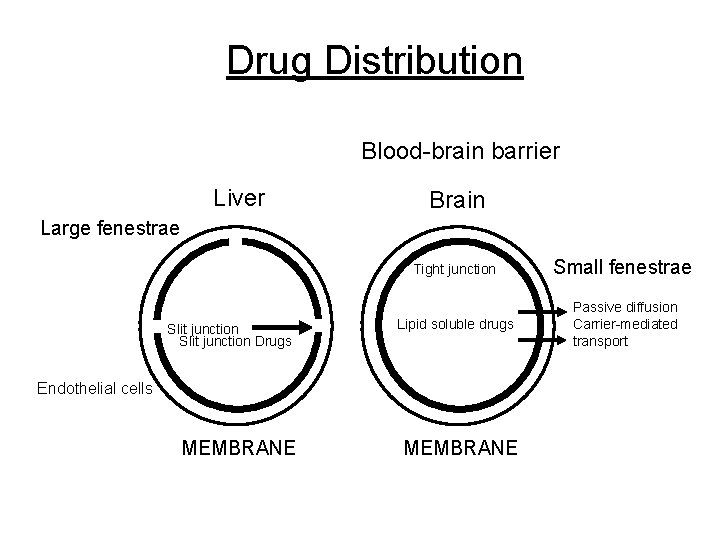 Drug Distribution Blood-brain barrier Liver Brain Large fenestrae Slit junction Drugs Tight junction Small