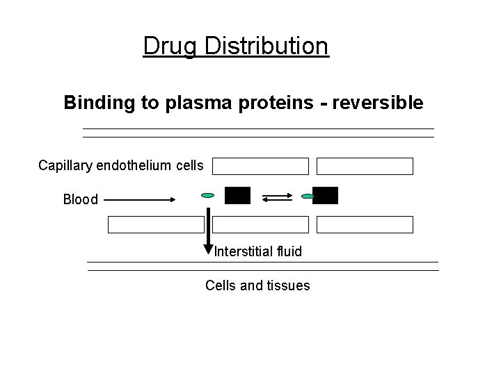 Drug Distribution Binding to plasma proteins - reversible Capillary endothelium cells Blood Interstitial fluid