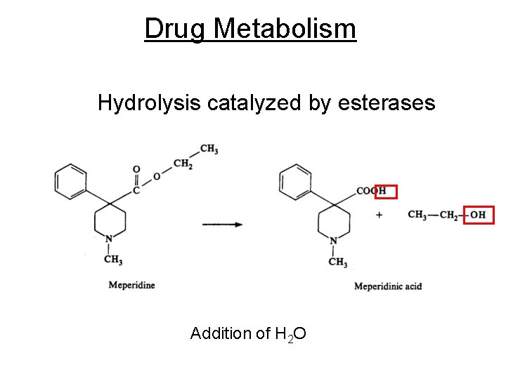 Drug Metabolism Hydrolysis catalyzed by esterases Addition of H 2 O 