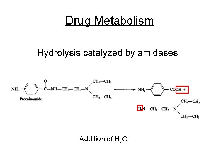 Drug Metabolism Hydrolysis catalyzed by amidases Addition of H 2 O 