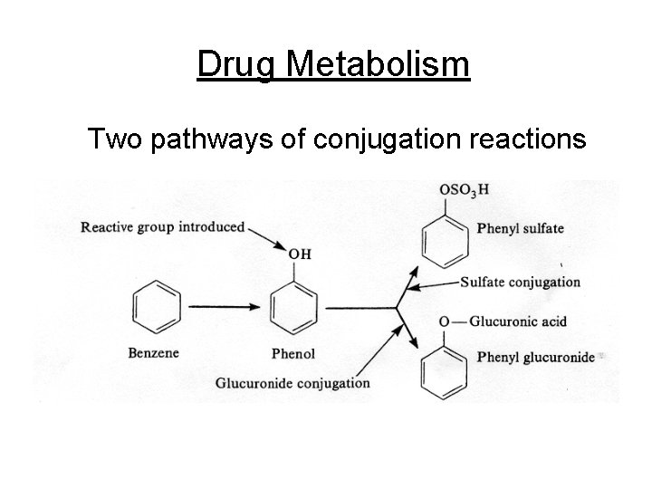 Drug Metabolism Two pathways of conjugation reactions 